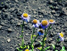 alpina aster eller kamomill, aster alpinus jag, blomning i en solig trädgård i juni foto