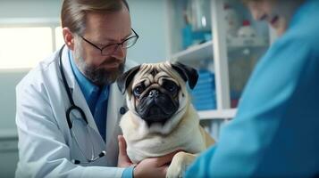 en veterinär i en klinik ser på en hund foto