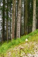 de österrikiska alps foto