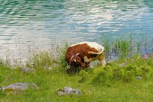 sommar tid i vacker österrike foto