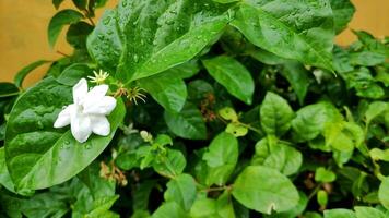 närbild av jasminblommor i en trädgård foto