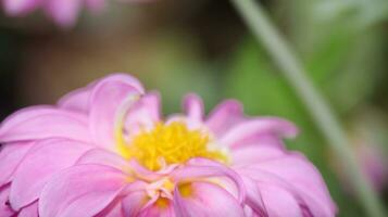 rosa blomma pioner blommande på bakgrund grön löv foto