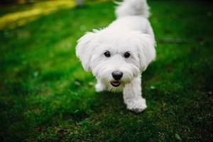 fluffig maltesisk blandning på gräset. vit hund som leker i trädgården med grönt gräs foto