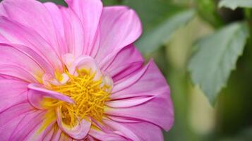 rosa blomma pioner blommande på bakgrund grön löv foto