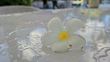 tropisk blommor frangipani med regn droppar på vit tabell foto