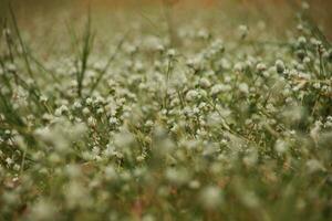 lappa av klöver fick syn på med vit blommor foto