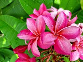 årgång stil adenium blommor för bakgrund foto