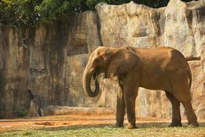 afrikansk elefant matning morgon- ära. foto