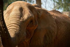 afrikansk elefant höja de trunk. foto