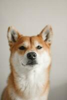 shiba inu. porträtt av japansk shiba inu hund foto