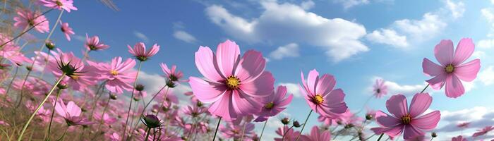 skön färgrik kosmos rosa blommor i de fält mot blå himmel, ai generera foto