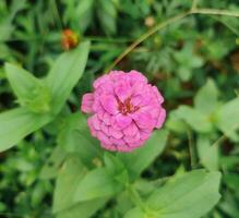 asteraceae är en familj av årlig blomning växter den där inkluderar zinnia elegans, zinnia violacea, ungdom och ålder, allmänning zinnia, och skön zinnia. foto