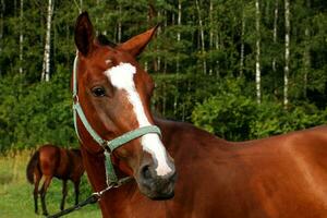 porträtt av en fullblod häst av en brun Färg mot de bakgrund av en skog med en föl i de bakgrund foto