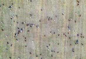 boskap betning på de fält efter skörda. topp se på många get på de fält. foto