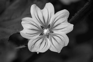 de skön blomma i de trädgård. svart och vit foto