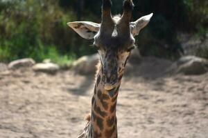 skön nubiska giraff ser ner på de jord foto