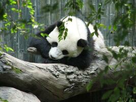 verkligen söt panda Björn sovande på en logga foto