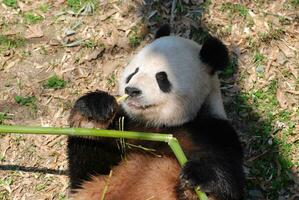 panda Björn om på hans tillbaka medan äter bambu foto