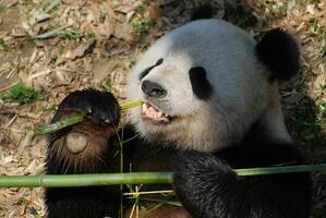 panda Björn innehav bambu i hans tassar medan äter foto