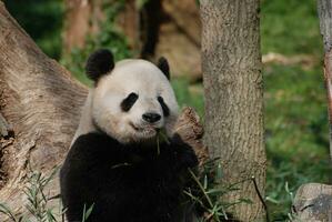 förtjusande jätte panda äter en skjuta av bambu foto