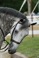 samlade in grå appaloosa häst på en häst visa foto