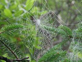 stor spindelns webb foto