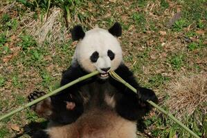 jätte panda Björn äter bambu i de Centrum foto