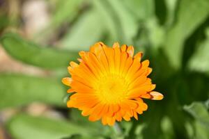 Söt orange blomma blomma blomning foto