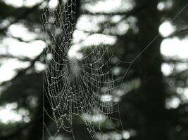vävd Spindel webb i en träd foto
