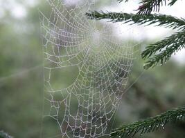 perfekt Spindel webb med vatten droppar foto