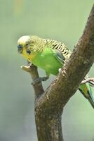uppflugen ljus grön och gul parakit i en träd foto