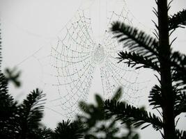 daggdroppar på ett spindelnät foto