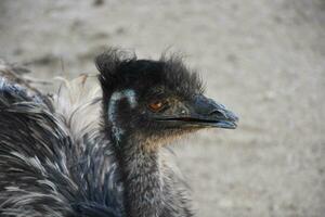 fluffig emu med hans näbb lite skildes foto