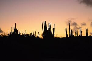 kaktus silhouetted mot en pastell himmel i aruba foto