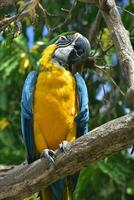blå och guld papegoja med ögon stängd foto