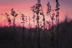 blomma silhuetter vid solnedgången foto