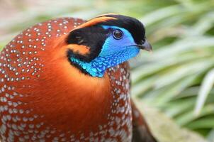 färgrik temmincks tragopan fågel i de vild foto