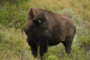 stor bison stående i en gräs fält foto
