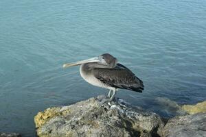 grå pelikan med en lång näbb uppflugen på en sten foto