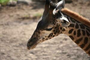 bra stänga upp Foto av en giraffs ansikte