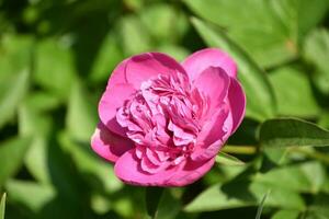 Söt rosa kinesisk pion blomma blomning och blommande foto