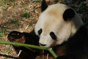 skön stänga upp skott av jätte panda äter bambu foto