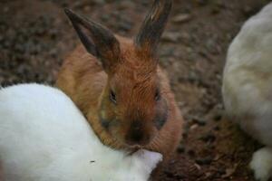 söt ung brun kanin kanin med mörk grå öron foto