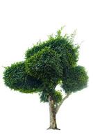 bonsaiträd, gröna blad, isolerad på en vit bakgrund naturliga föremål foto