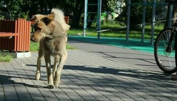 sankt petersburg ryssland - 07 23 2023 en man på en cykel promenader hans hund i en stad parkera. människor och deras sällskapsdjur. foto