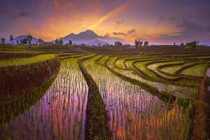 morgonsoluppgång på risfält i norra Bengkulu Asien Indonesien, skönhetsfärg och himmel naturligt ljus foto