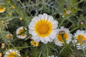 närbild av en vacker gul vit krona daisy blomma med gröna blad blommar i trädgården. foto