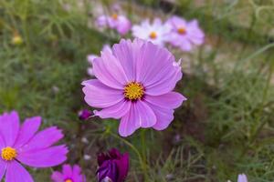 närbild av en vacker rosa kosmosblomma blommar i trädgården. foto