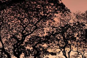silhuetträd med vacker himmelbakgrund, skog foto