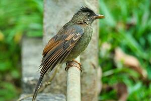 Seychellerna endemisk bulbul fågel äter guava på de jord, mahe Seychellerna foto